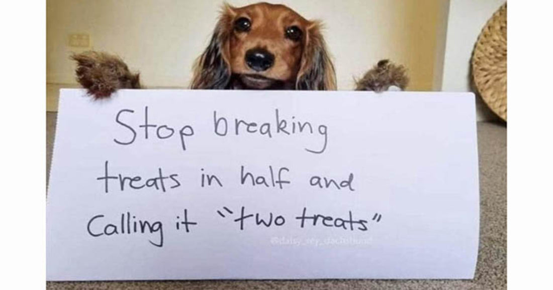 30 Funny Animal Pics That Are Bound To Set You Up For The Coming Week