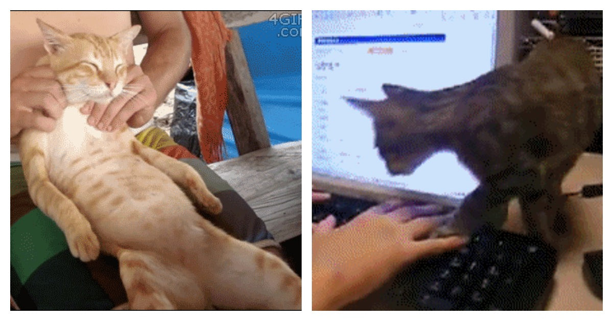 22 Signs That Your Cat Is The Alpha In Your Relationship
