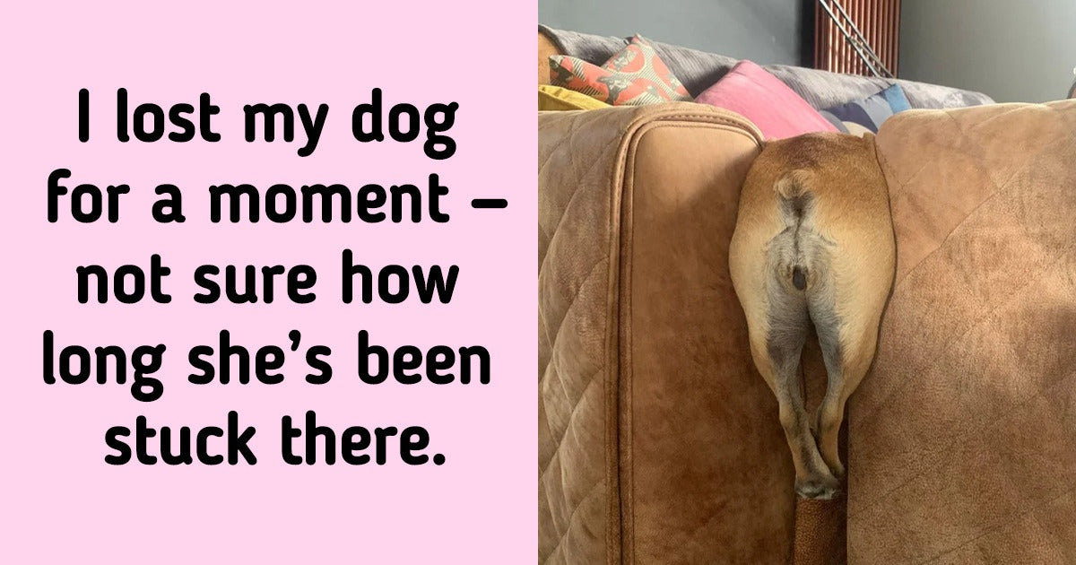 These 20 Animals Pics Are Exactly What You Needed To Cheer Up - grandgoldman.com