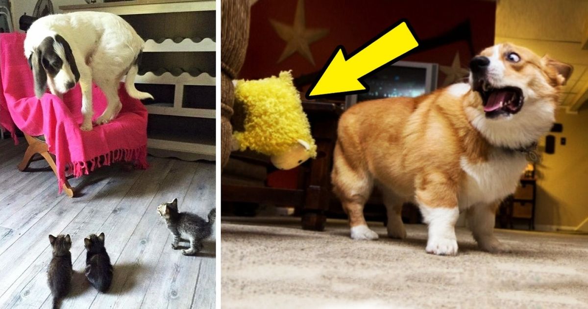 17 Dog Reactions That Will Make You Laugh Out Loud