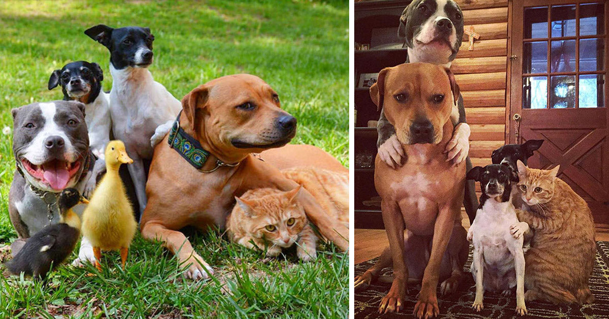 7 Different Animals Who Were Rescued By A Couple, Are Now One Adorable Family