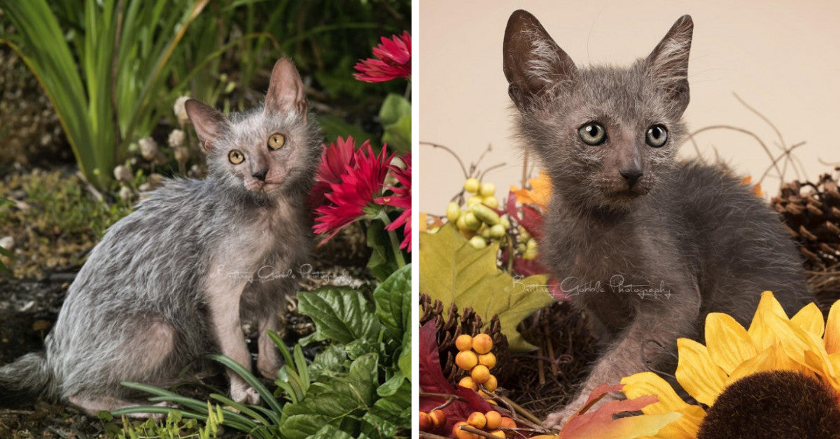 Vet Discovers A New Breed Of Cats, “Lyoki” And His Wife Captures Majestic Photos Of Them