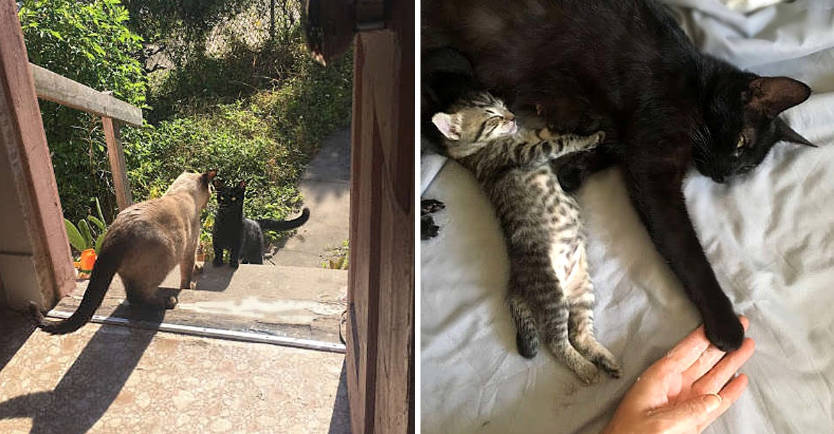 Pregnant Stray Cat Was Let In By An Old Friend To Give Birth To Cute Kittens