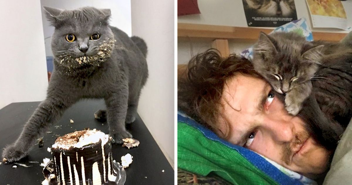 Here Are 15 ‘Hissterical’ Reasons Why One Shouldn’t Adopt A Cat