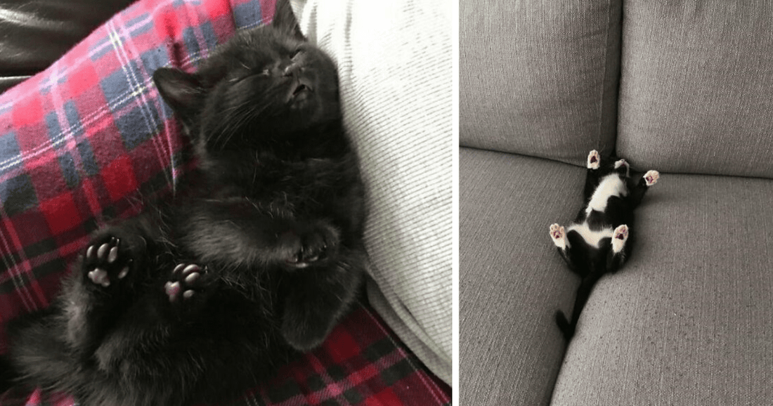 49 Cute Cats Taking The Most Peaceful Naps