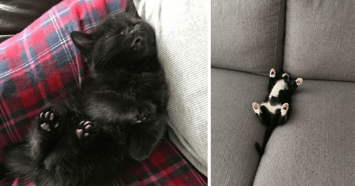 49 Cute Cats Taking The Most Peaceful Naps
