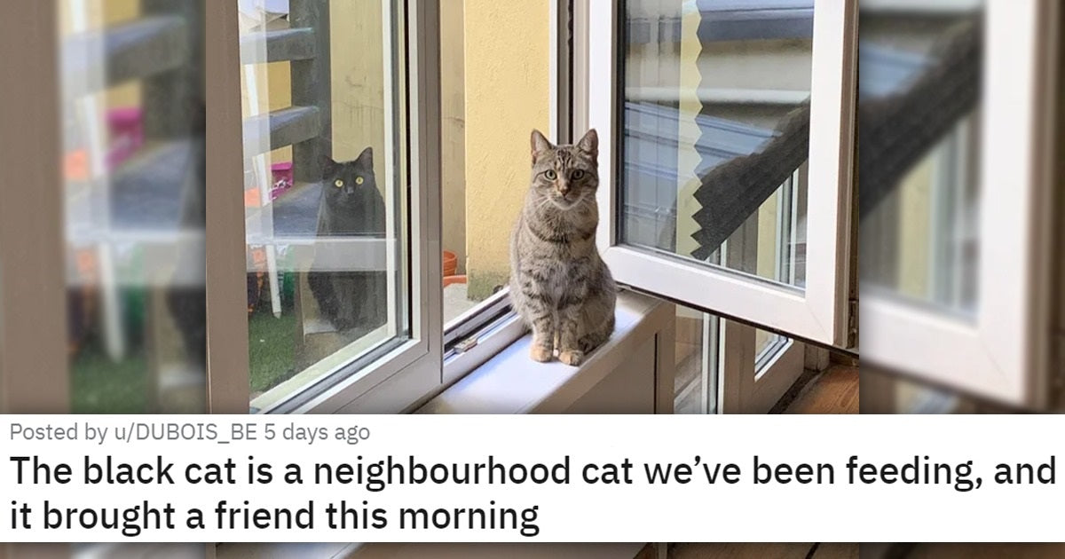 Get Ready To Absorb All Of This Cuteness Through These 18 Cat Pics