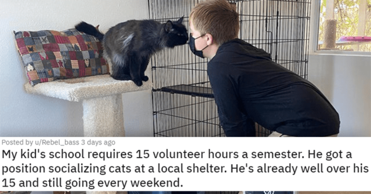 17 Wholesome Cat Pics That Will Win Your Heart - grandgoldman.com