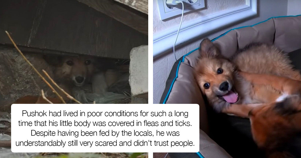 Puppy Gets Rescued From Garbage, Finds A Loving Home & Can’t Hold It’s Happiness - grandgoldman.com