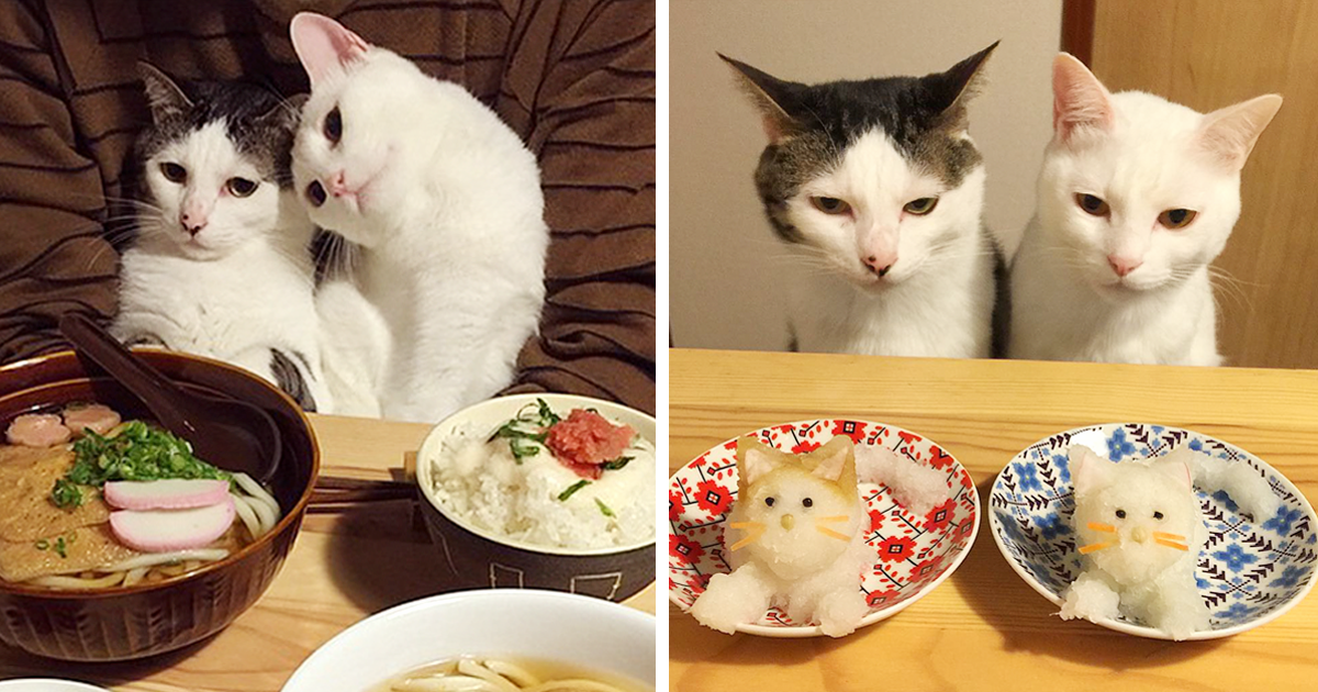 Japanese Couple Takes Hysterical Pics Of Their Cats Watching Them Eat - grandgoldman.com