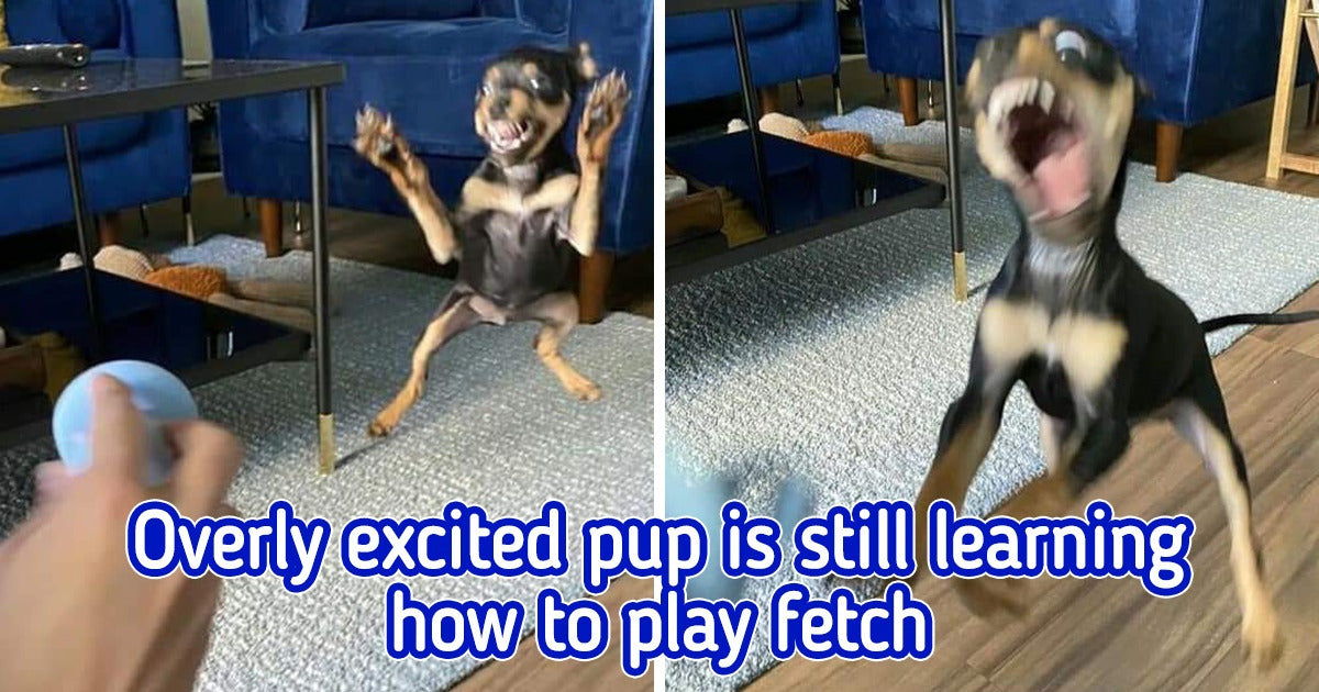 20 Pets Who Are Super Goofy And Adorable And Have No Clue About It