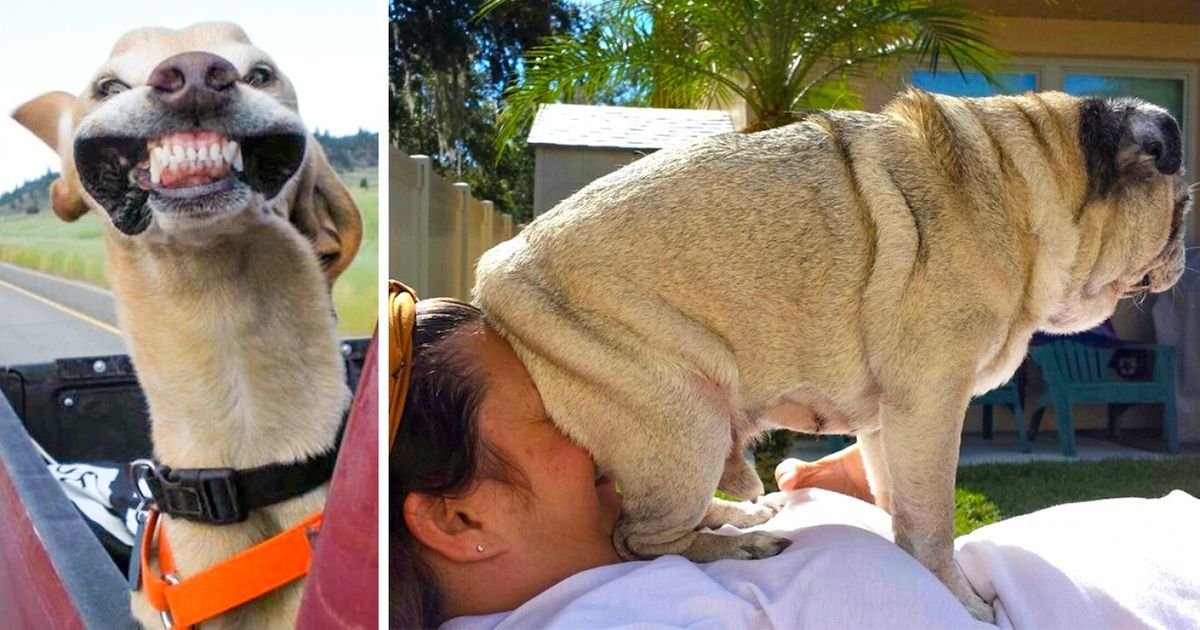 22 Wholesome Pictures Of Pets Enjoying Life To The Fullest