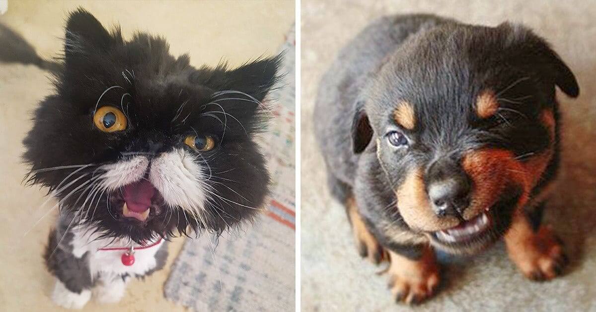 15 Pets Who Tried To Make The Scariest Faces, Ended Up Looking Extremely Cute - grandgoldman.com