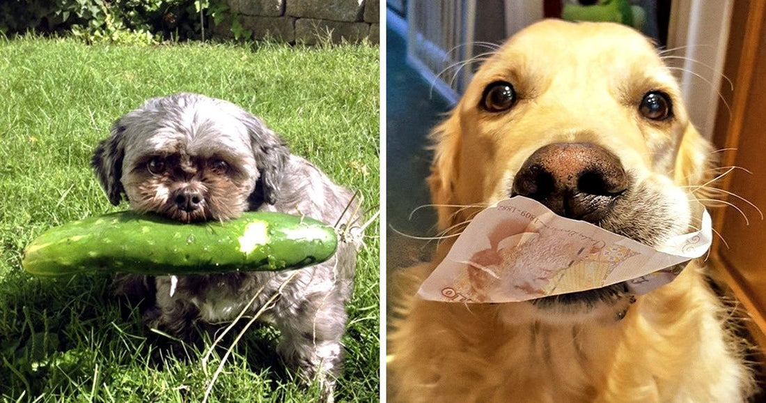 22 Times Pets Brought Perfect Gifts For Their Owners And Proved They’re Good Boys