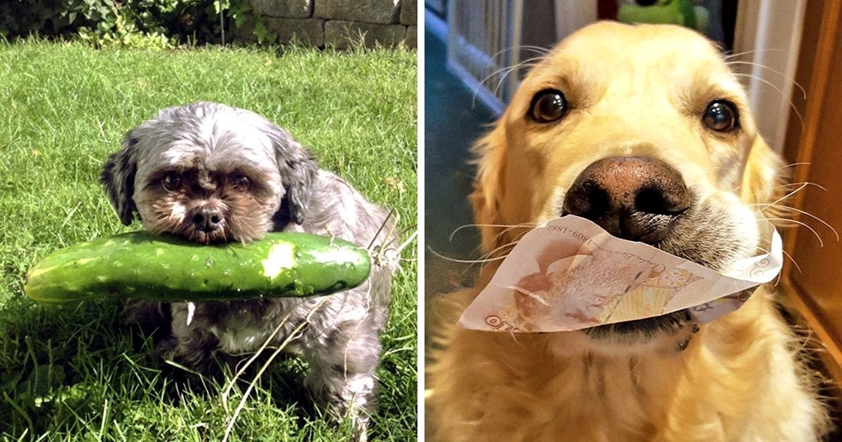 22 Times Pets Brought Perfect Gifts For Their Owners And Proved They’re Good Boys