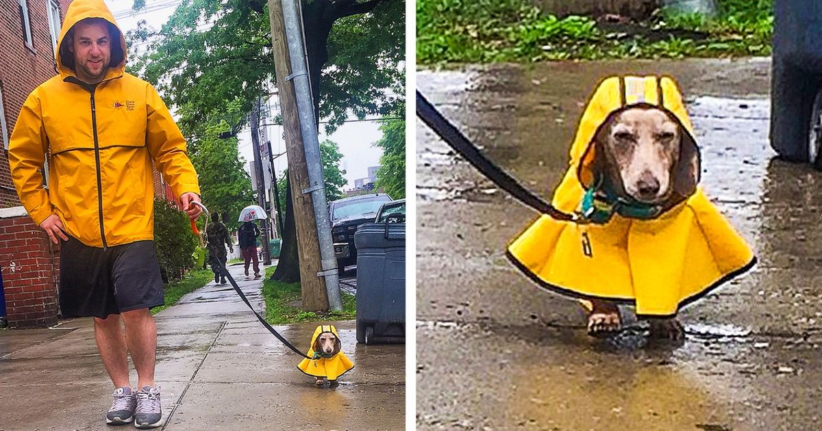 18 Amazing Owners Who Love Going Over The Board For Their Pet Animals - grandgoldman.com