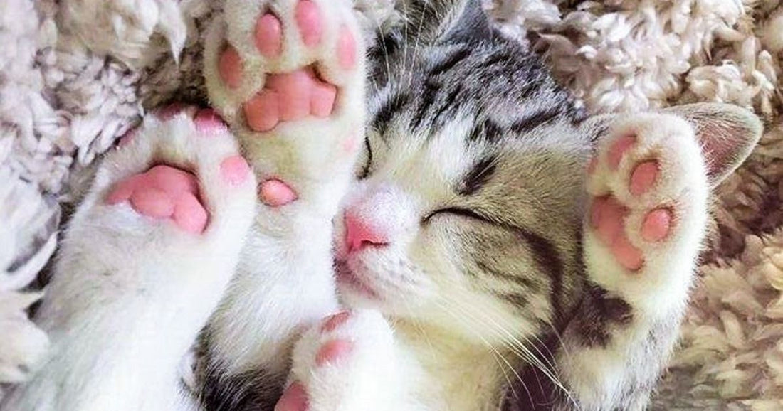 22 Extremely Gorgeous Animal Pics That Are Too Cute To Be Real
