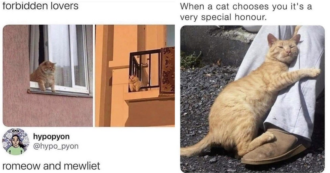 Hilarious Cat Memes To Make Everyone Laugh