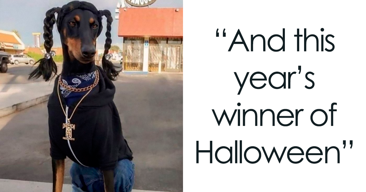 50 Pets Totally Pulling Off Their Halloween Costumes - grandgoldman.com