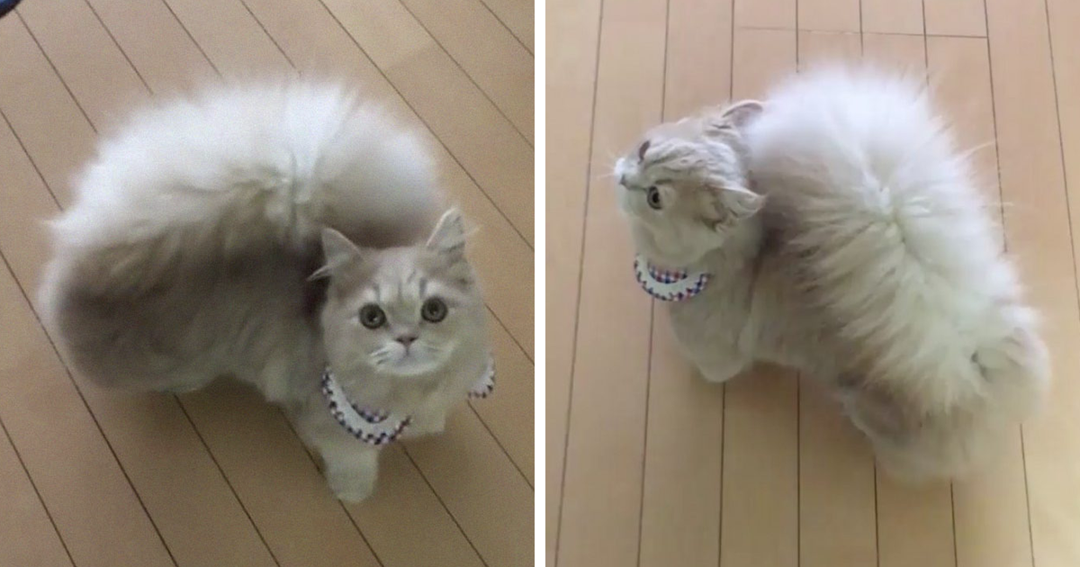 Japanese Cat, Bell Has A Squirrel-Like Tail That Is Too Majestic For This World - grandgoldman.com