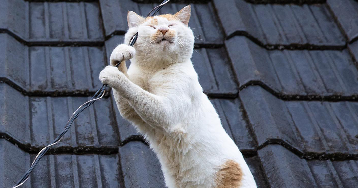 50 Gorgeous Pictures Of Stray Cats As Photographed By Talented Japanese Artist