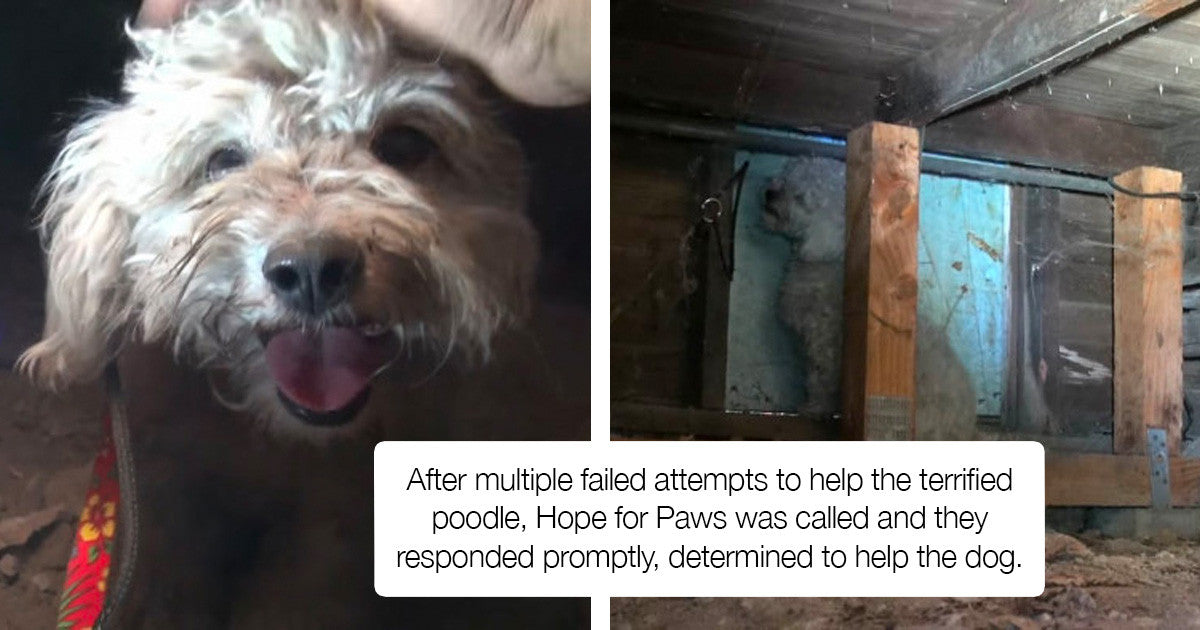 Scared And Alone Poodle Was Rescued From Under A House, Finds A New Loving Home - grandgoldman.com
