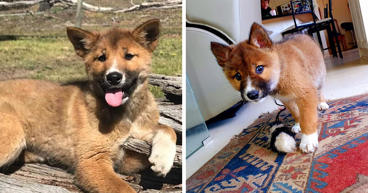 Little Pup Who Was Dropped From The Sky By A Bird Of Prey Turned Out To Be A Purebred Dingo - grandgoldman.com