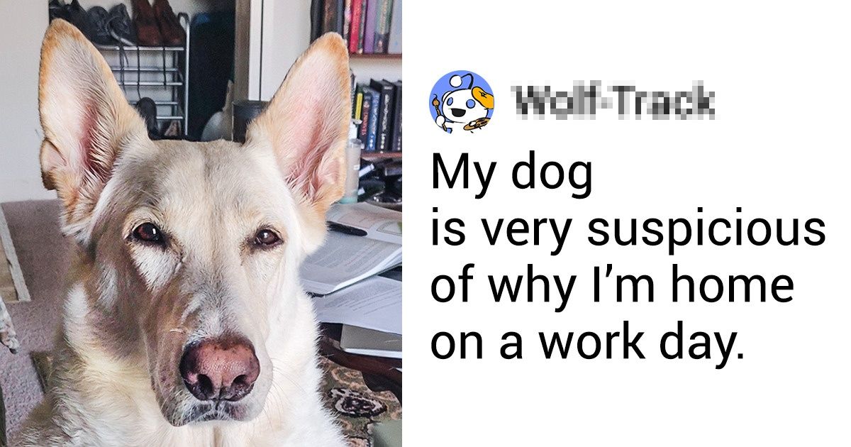 15 People Shared What It Feels Like To Work From Home When You Have A Pet - grandgoldman.com