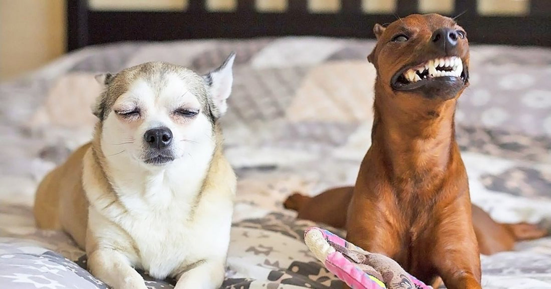 26 Visual Proofs That Show Having Two Pets Will Always Be Better Than One