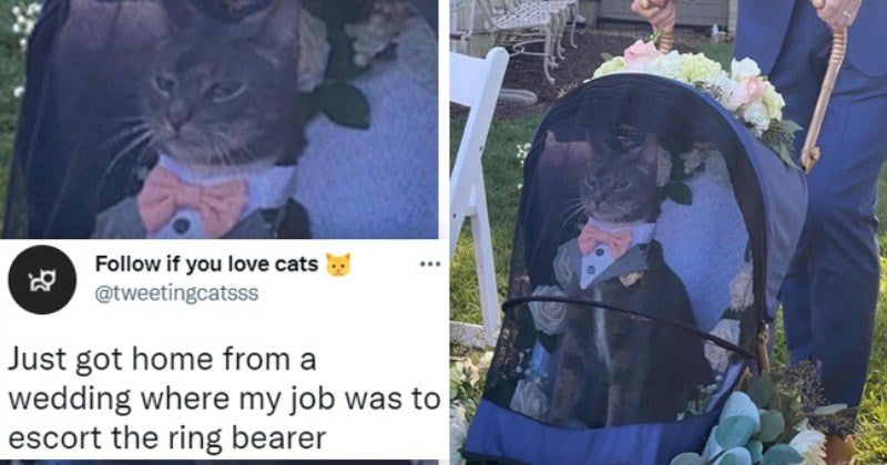 Twitter Thread Of Moose The Cat In His Fancy Tuxedo Being The Ring Bearer At His Hoomans’ Wedding - grandgoldman.com