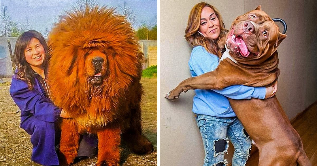 20 Dogs Who Are Really Big And We Love It