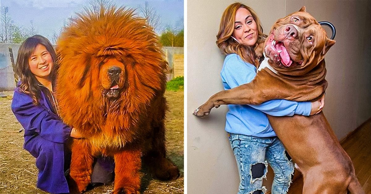 20 Dogs Who Are Really Big And We Love It