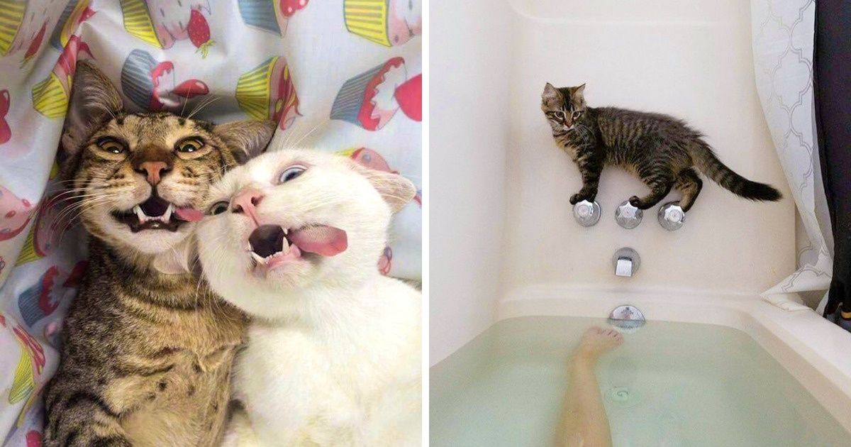 28 Hilarious “Catdashians” We Don’t Keeping Up With
