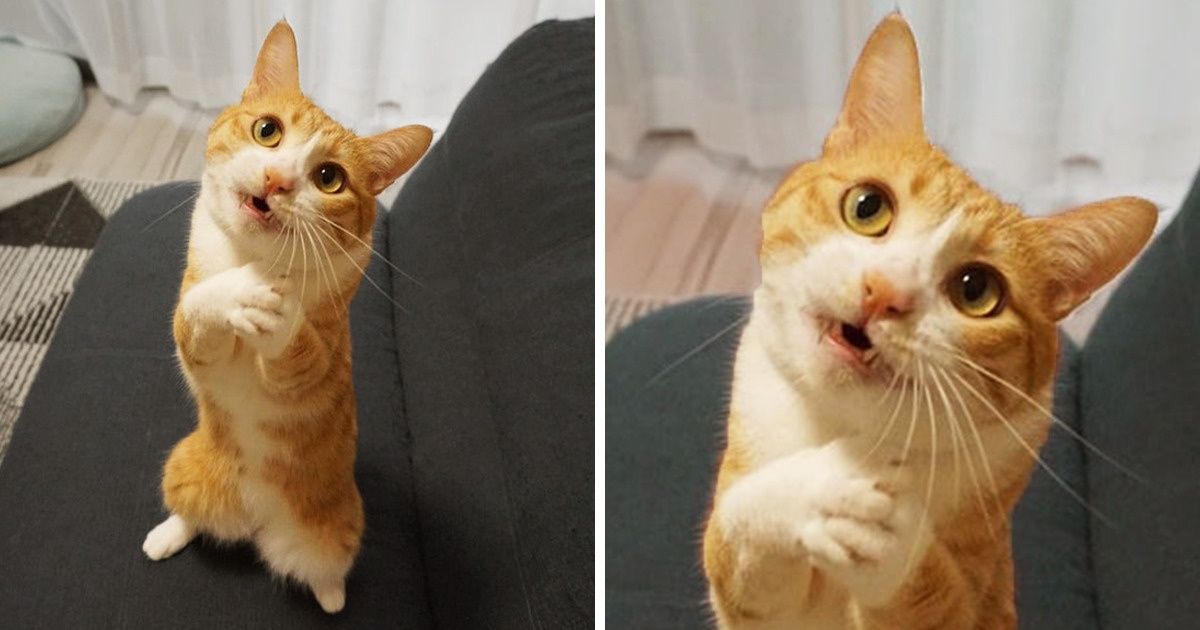 20 Quirky Pets Who Are Acting Like Anyone But Themselves - grandgoldman.com