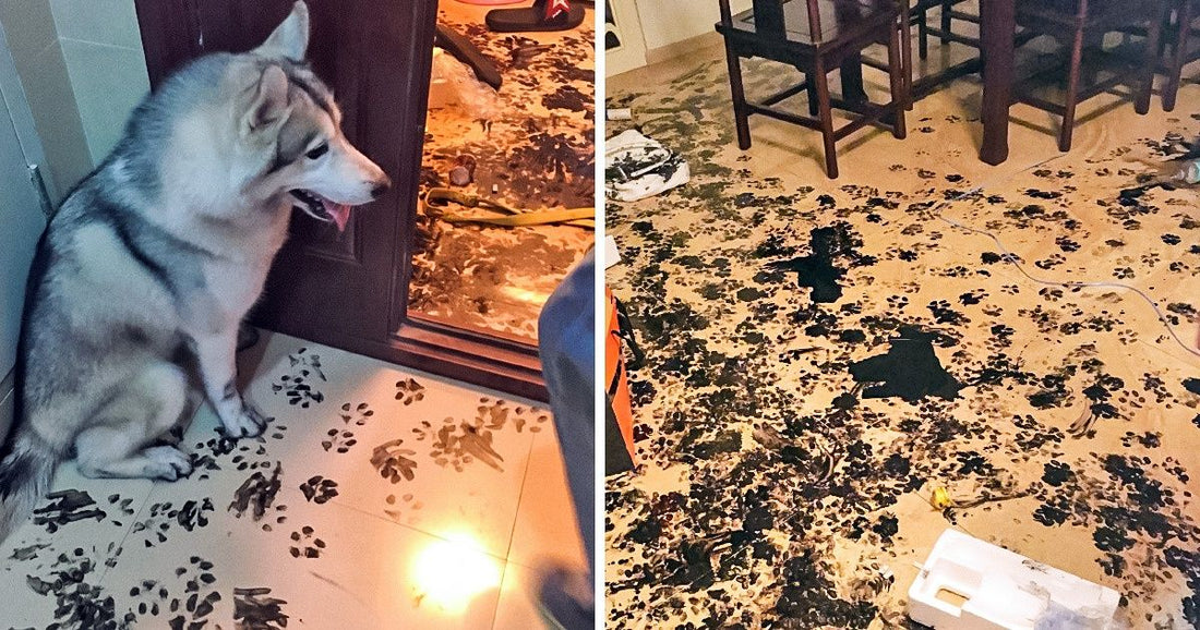 20 Not So Good Dogs Pushing Their Owners Right To The Limit
