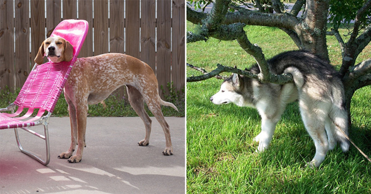 21 Pets Who Got Stuck And Pretending Like Nothing Has Happened