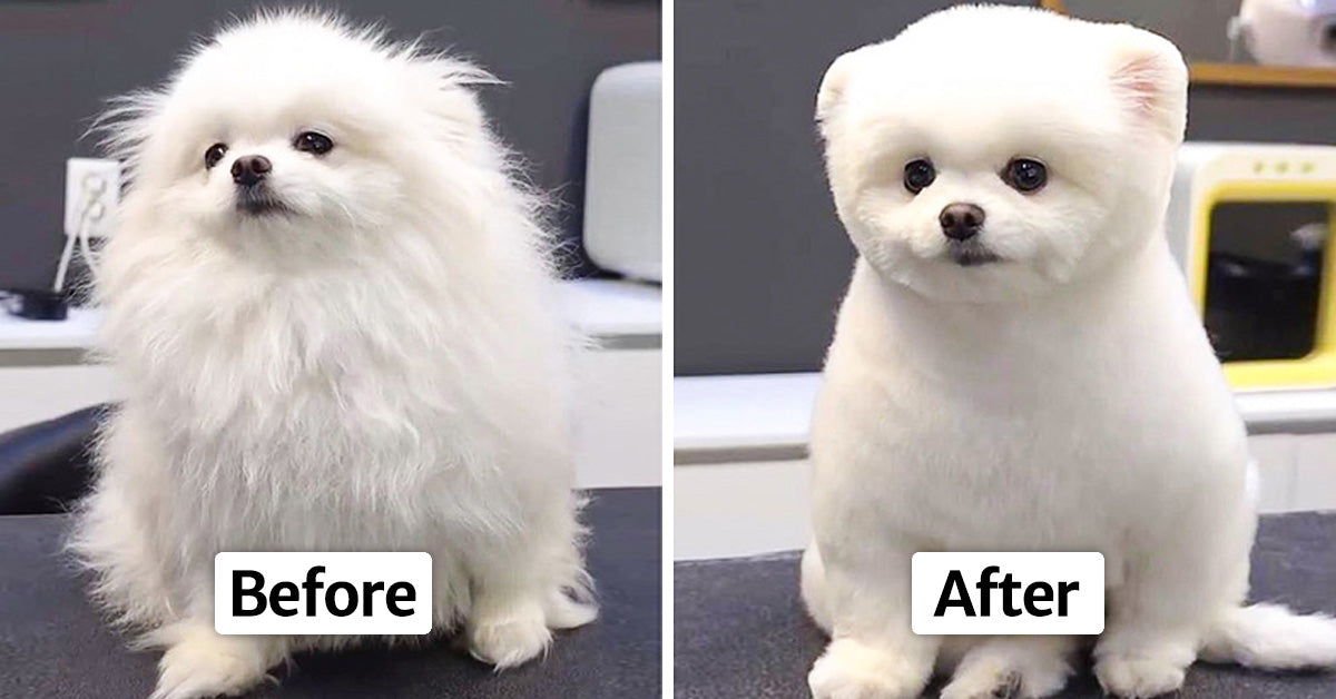 16 Dogs Who Looked Unrecognizable After Paying Visit To Their Groomers