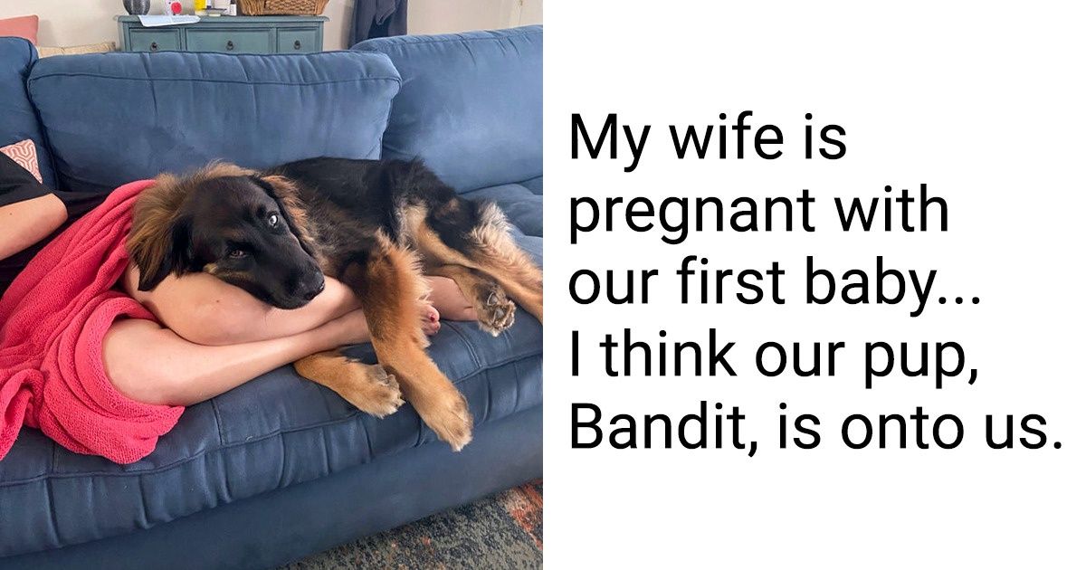 17 Pictures Proving Pets’ Preciousness That Even Puts Gold To Shame - grandgoldman.com