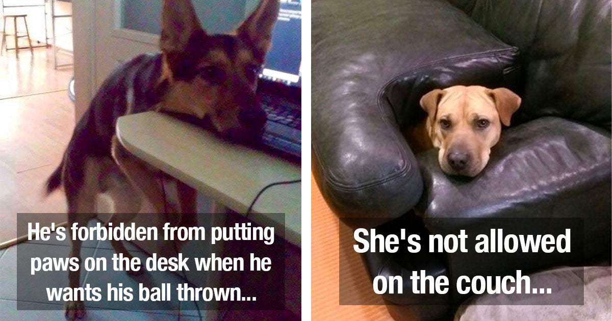 30 Times Dogs Cleverly Broke House Rules Without Really Breaking Them