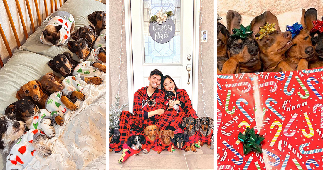 25 Cutest Pictures Of A Women’s Life With Her 8 Rescue Dachshunds