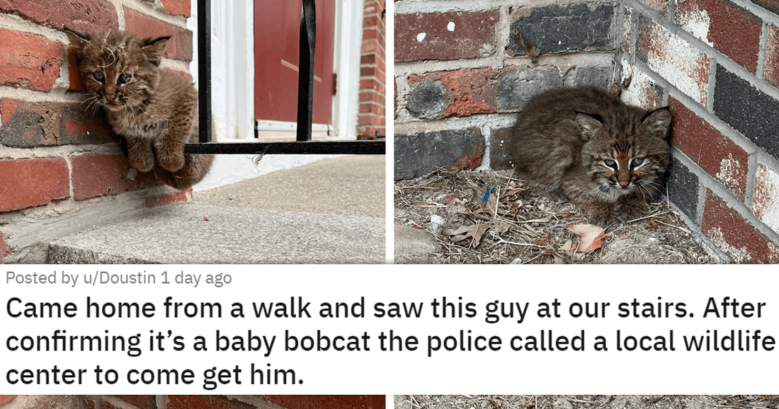 17 Cat Pics To Give You Your Daily Dose Of Wholesomeness