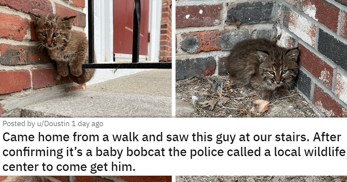 17 Cat Pics To Give You Your Daily Dose Of Wholesomeness