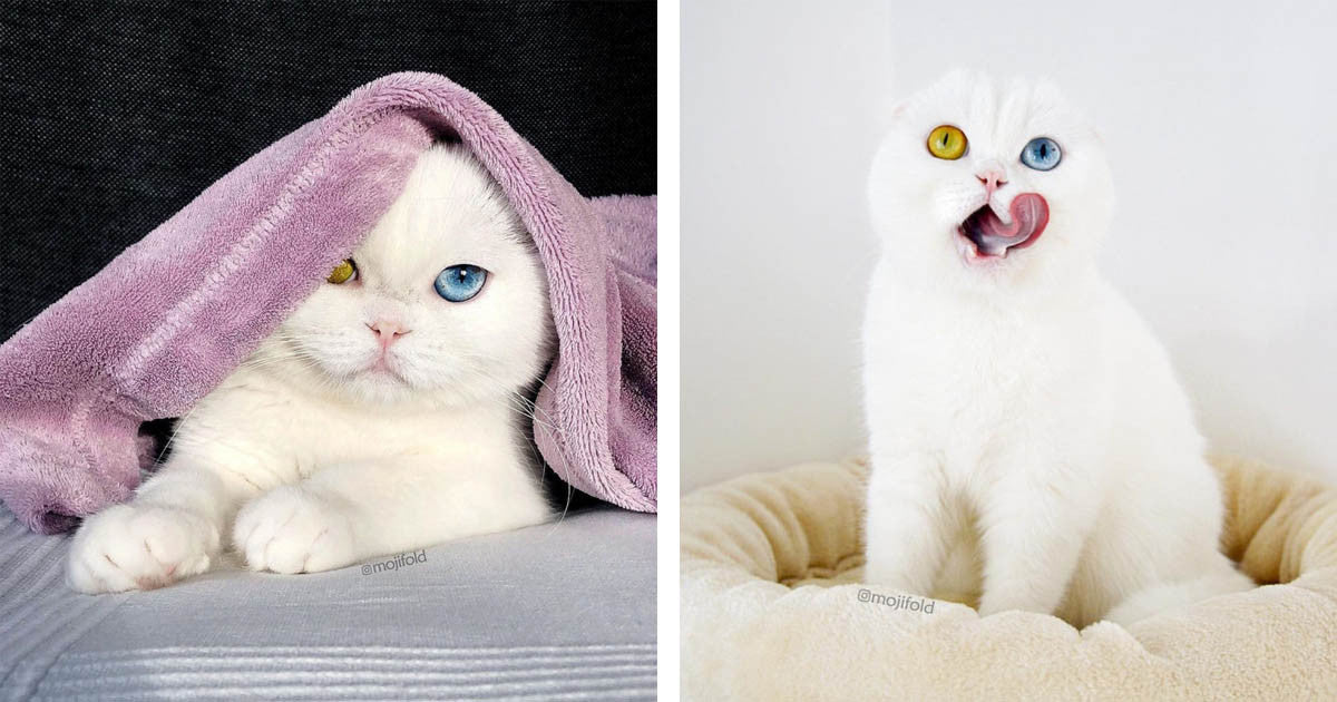 Moji The Scottish Fold Cat Has Multicolored Eyes That Are Too Majestic To Handle - grandgoldman.com