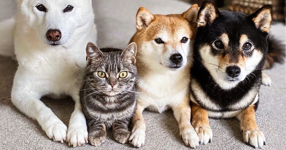 16 Pics That Debunk The Myth About Cats And Dogs Being Enemies - grandgoldman.com