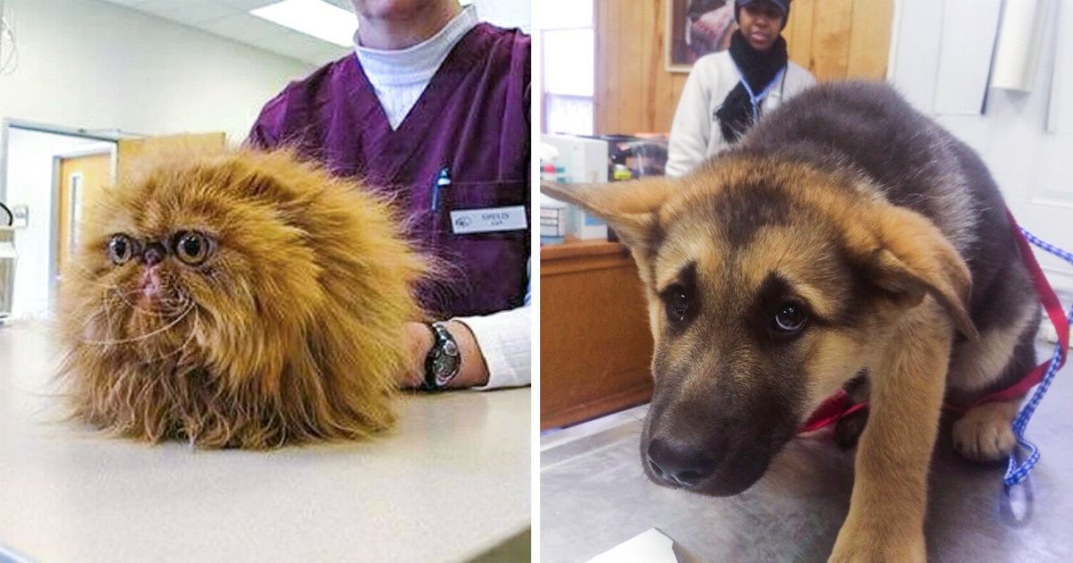 30 Reactions Of Pets Who Realized They Were Tricked Into Being Taken To The Vet