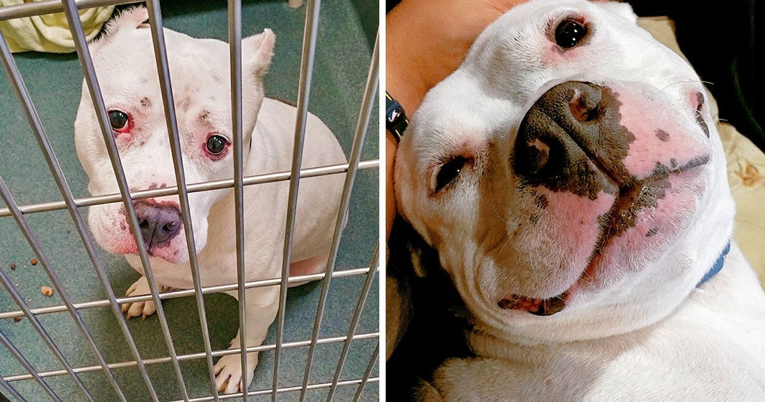 17 Happy Pictures Of Homeless Dogs Finally Finding Their Furever Homes