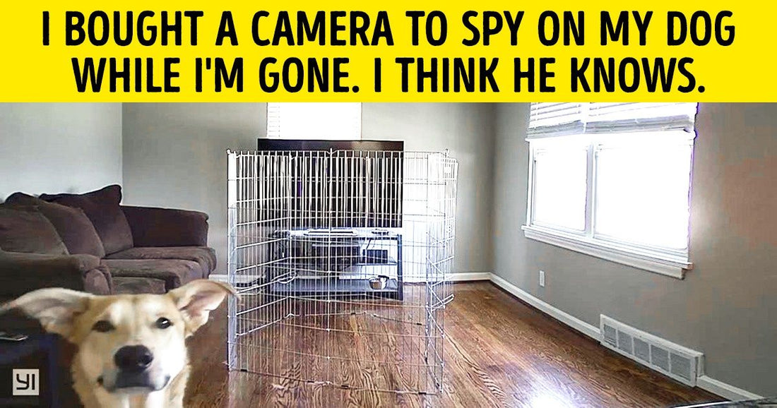 30 Hysterical Photos Of The Totally Hilarious Creatures We Call Dogs