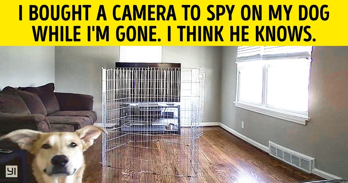 30 Hysterical Photos Of The Totally Hilarious Creatures We Call Dogs