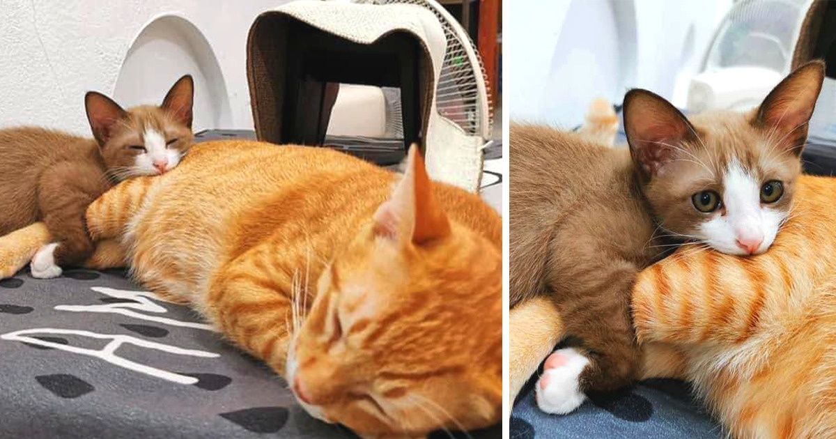 These 20 Pets Who Don’t Believe In A Life Without Being Next To Their Favorites - grandgoldman.com