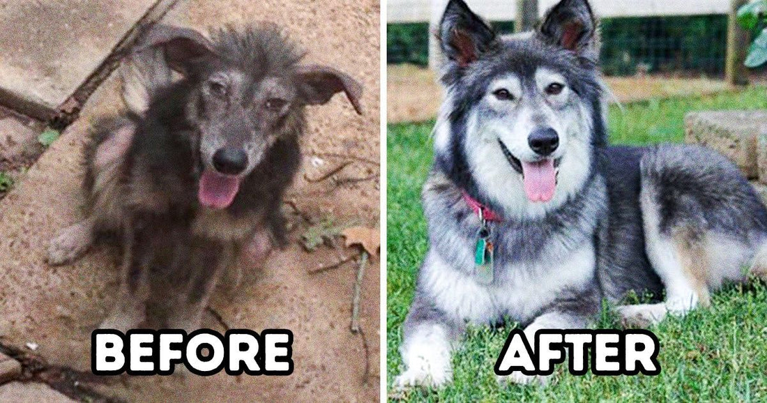 25+ Before And After Adoption Pics Of Animals Show How They Can’t Hold Their Happiness